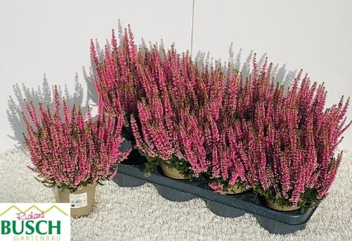 Zijden bloemen H%