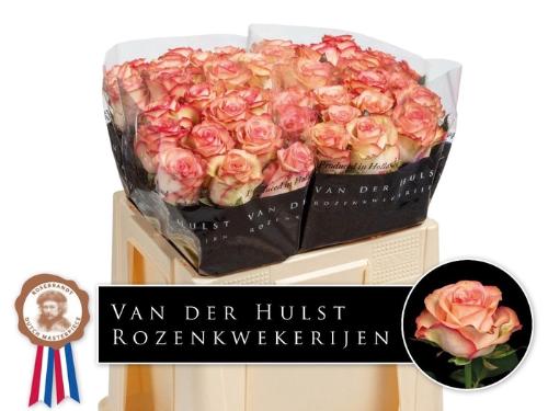 Rosa grootbloemig Aprikola
