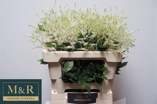 Astilbe Japonica Grp 'Whasingthon'