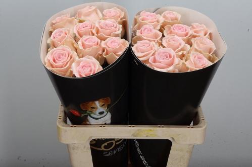 Rosa grootbloemig gewaxt H%