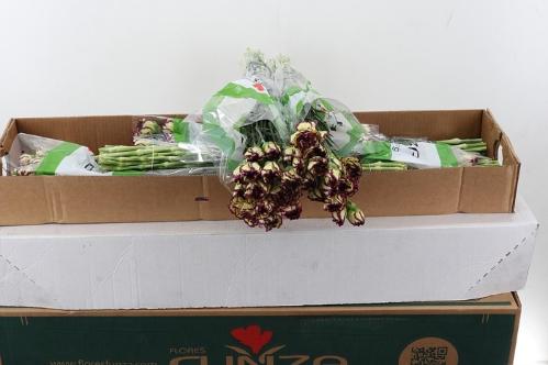 Dianthus standaard overig