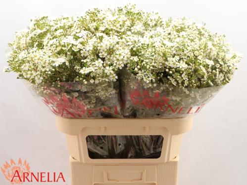 Chamelaucium uncinatum 'Ofir'
