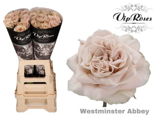 Rosa grootbloemig Westminster Abbey!