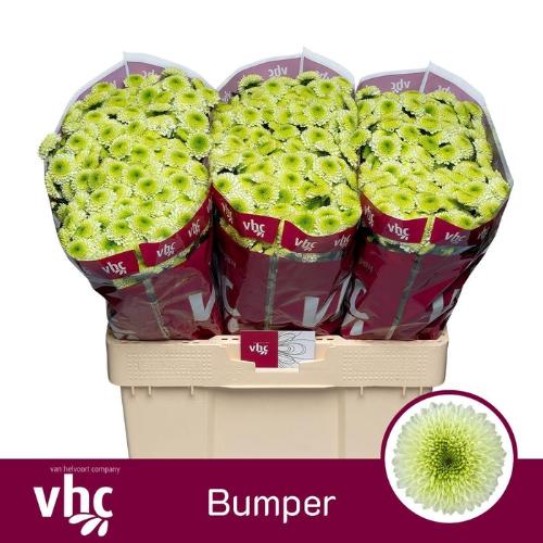 Chrysanthemum (Indicum Grp) tros santini Aaa Bumper