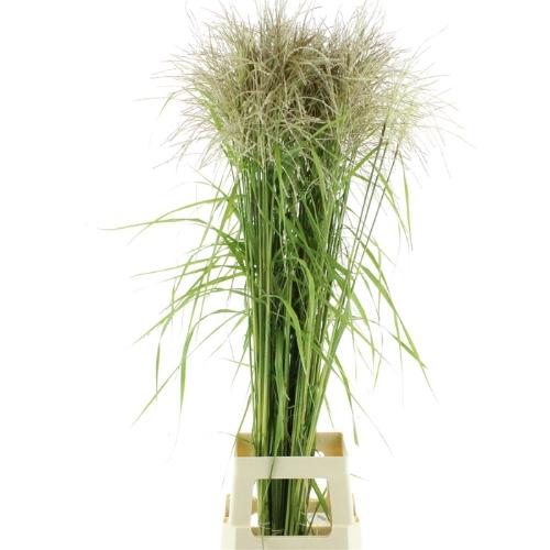 Miscanthus sinensis overig