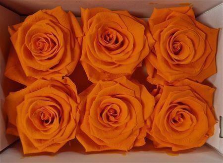 Rosa grootbloemig kleurbehandeld H%