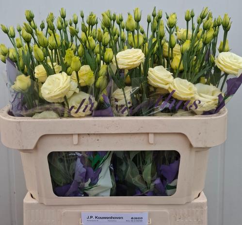Eustoma russellianum gevuldbloemig 'Rosita Yellow'