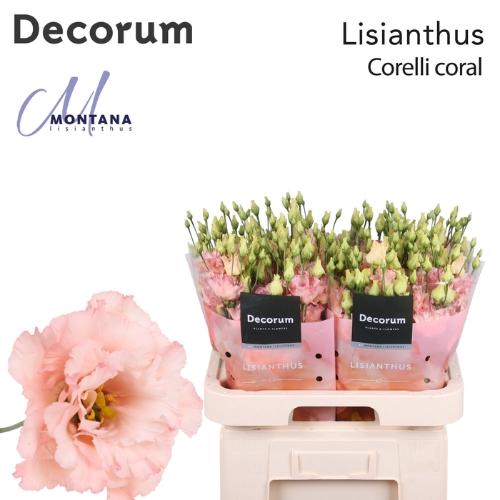 Eustoma russellianum gevuldbloemig 'Corelli Coral'