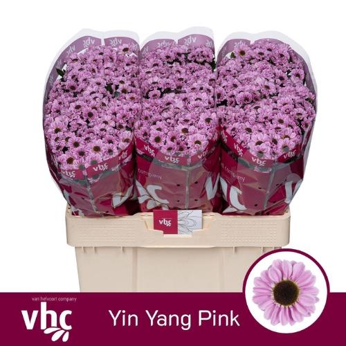 Chrysanthemum (Indicum Grp) tros santini Yin Yang Pink