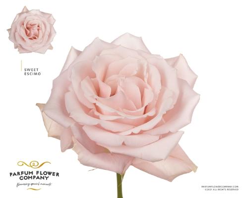 Rosa grootbloemig overig