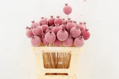 Huis en tuindecoratie overig H%