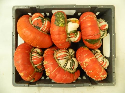 Siervruchten per stuk Cucurbita maxima Turk's Turban Mix