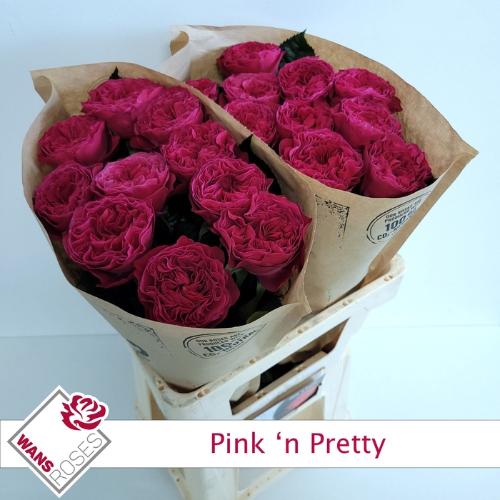 Rosa grootbloemig Pink 'N Pretty