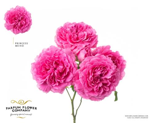 Rosa tros overig