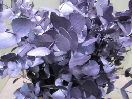 Eucalyptus cinerea kleurbehandeld per bos H%