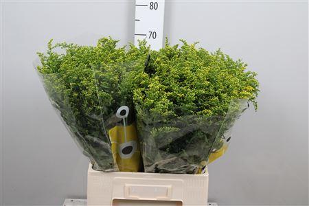 Solidago Carzan Glory