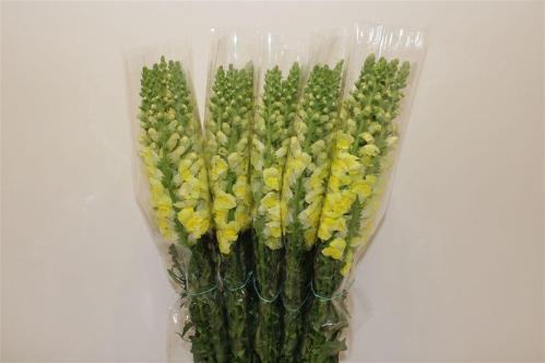 Antirrhinum majus overig