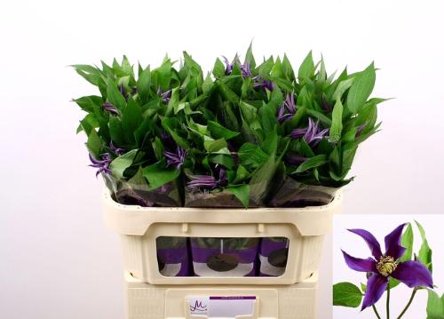 Clematis Amazing Oslo