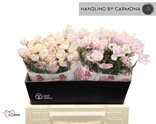 Delphinium grandiflorum enkelbloemig 'Morpho Sugar Pink'