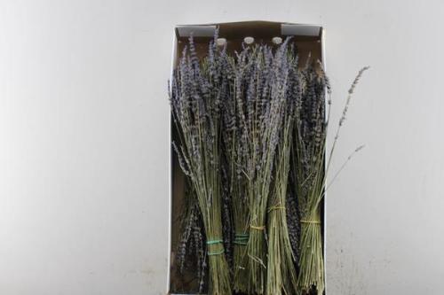 lavandula per bos