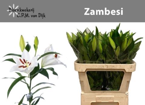 Lilium Oriental x Trumpet Grp 'Zambesi'