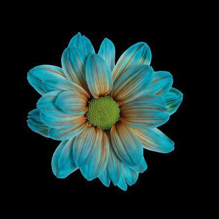 Chrysanthemum Indicum Grp tros kas kleurbehandeld H%