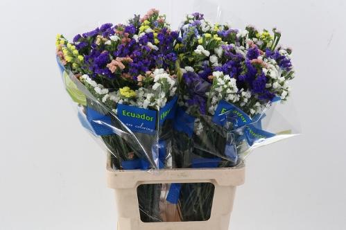Limonium sinuatum gemengd