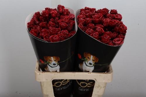 Rosa grootbloemig gewaxt H%