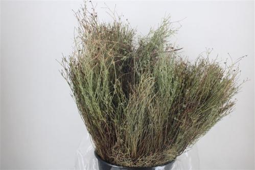 Thymus capitatus per bos