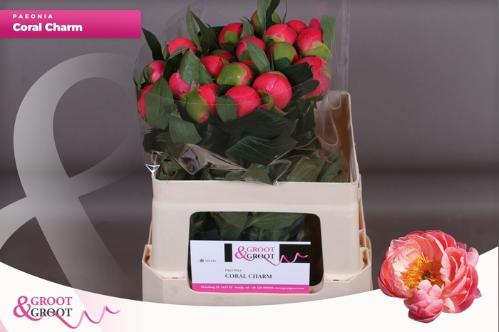 Paeonia Lactiflora Grp 'Coral Charm'