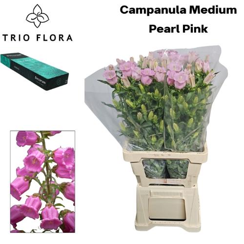 Campanula medium 'Campana Pearl Pink'