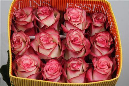 Rosa grootbloemig Paloma