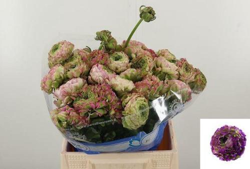 Ranunculus asiaticus 'Pon-Pon Malva'