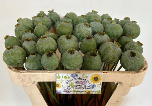 Papaver somniferum (zaaddozen)