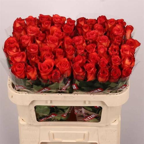 Rosa grootbloemig Meteor