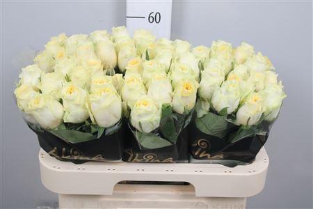 Rosa grootbloemig Buttercup