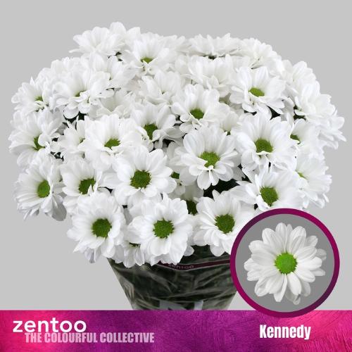 Chrysanthemum Indicum Grp tros Kennedy
