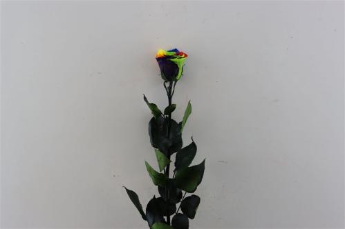 Rosa grootbloemig kleurbehandeld H%