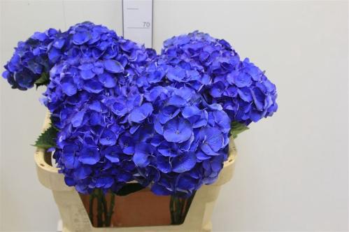 Hydrangea macrophylla Royal Crown (blauw)