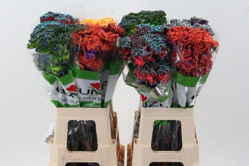 Dianthus standaard kleurbehandeld H%