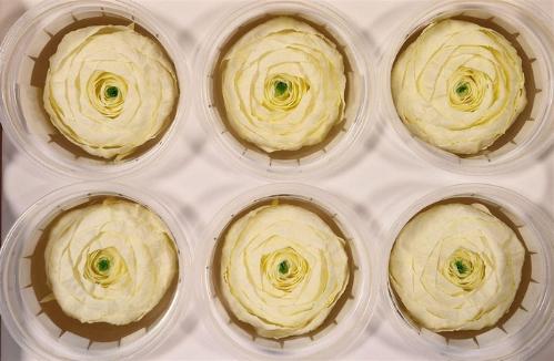 Rosa grootbloemig kleurbehandeld H%