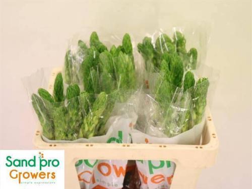 Ornithogalum thyrsoides 'Milky Way'