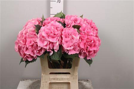 Hydrangea macrophylla Royal Love