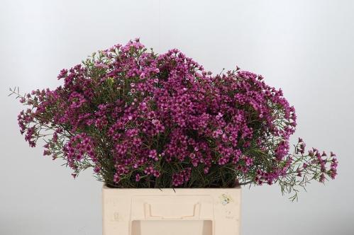 Chamelaucium uncinatum 'Jupiter'