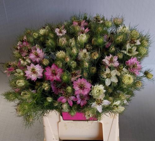 Nigella damascena Artistic Pink