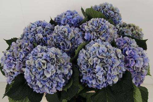 Hydrangea macrophylla 'Hilde Moorhof' (classic)