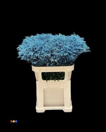 Solidago kleurbehandeld H%