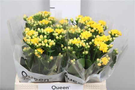 Kalanchoe 'Blazing Yellow Meadow'