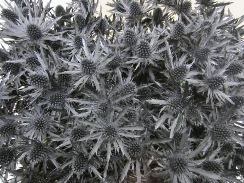 Eryngium planum kleurbehandeld H%