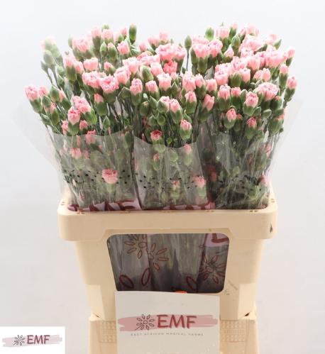 Dianthus tros Rascal Pink